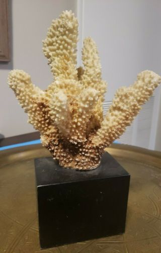 White Real Oceanic Coral Reef On Dark Base Decor 7.  5 Inches Tall 7 Inches Wide