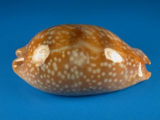 Cypraea Cervinetta,  Spotting Pattern,  Large,  87.  4mm,  Panama Shell G892