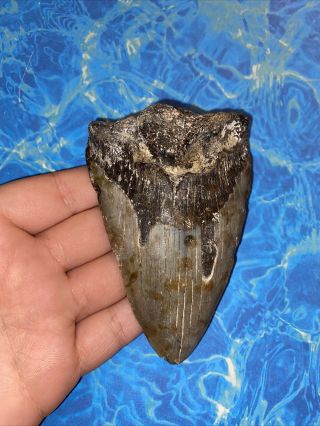 Megalodon Shark Tooth 4.  07” Huge Teeth Big Meg Scuba Diver Direct Fossil 3464
