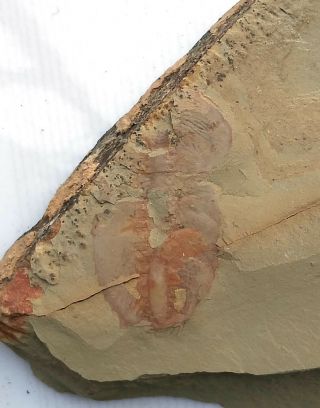 Cambrian Fossil Naraoia Spinosa,  Very Cool No.  A3