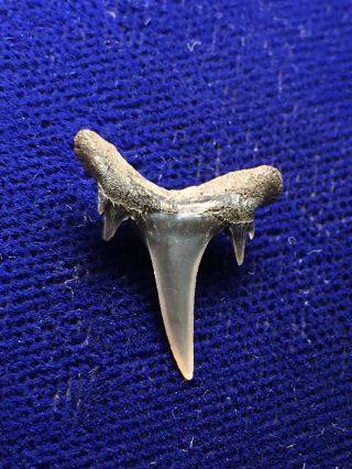 Carcharias Gustrowensis Fossil Extinct Sand Shark Tooth Belgium 2
