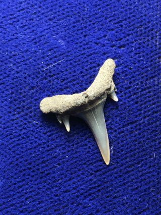 Carcharias Gustrowensis Fossil Extinct Sand Shark Tooth Belgium 3