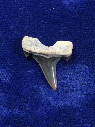 Top Quality Cretalamna Sp.  Albian Cretaceous Fossil Shark Tooth Texas