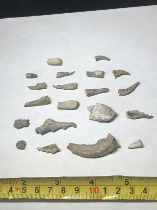 20 Fossil Cretaceous Crab Claw Parts From Lake Waco Spillway Texas