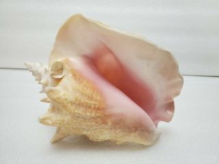 Large Conch Pink Shell Queen Horn Trumpet 9 Inches