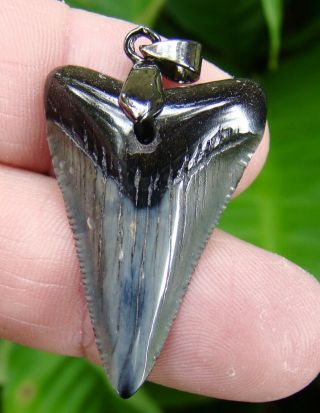 Megalodon Shark Tooth Necklace - 1 & 7/16 - Baby Meg