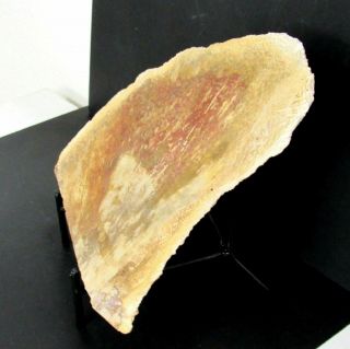 Closeout - Petrified Palm Wood Specimen W/ Stand 6.  5 X 7.  5 " Indonesia Was 39.  95
