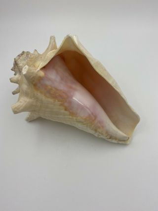 Large Vintage Queen Conch Seashell Sea Shell Pink 8 "
