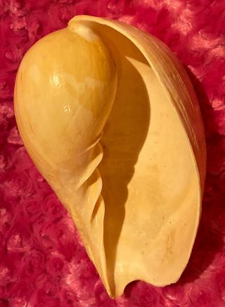 Large Nude Indian Volute Melo Melo Bailer Shell Seashell Nautical Decor