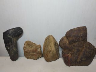 Wow Could Be Snake Alligator Bird And Some Other Animal Four Embryo Fossils