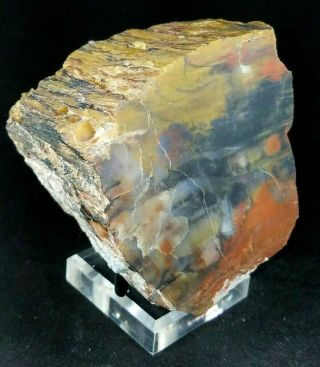 Petrified Wood Polished Chunk Sw & Lw Fluorescent Mineral Specimen Rock Arizona