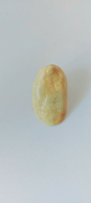 Vintage Fossilized Ivory Walrus Tooth From Alaska 1 1/4”