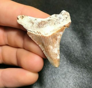 Colorful 1.  68 " Angustidens Shark Tooth Teeth Fossil Sharks Necklace Jaws Jaw