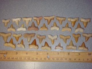 So7 Fossil Shark Teeth Otodus And Others Morocco 30x You Get All