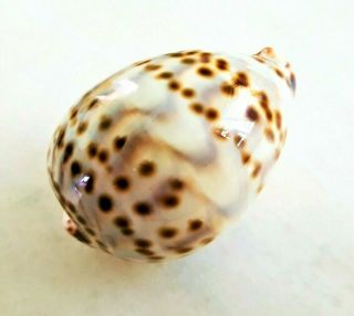 Seashell Cypraea Tigris Birdeggensis Shell
