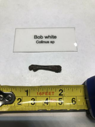 Pleistocene Fossil Bob White Bird Leg Bone From Dixie Co.  Florida