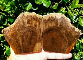Two (2) Rare Stinking Water Petrified Wood Golden Oak Fossil Slabs Oregon 8.  0oz