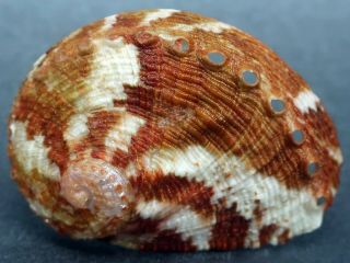 Exquisite Haliotis Coccoradiata F,  37.  2 Mm Nsw Australia Abalone A