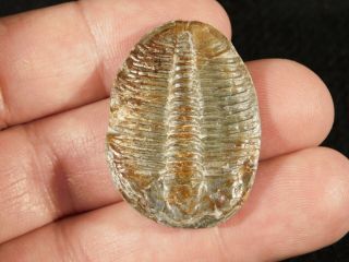 A Big 100 Natural Trilobite Fossil From Utah 1.  55