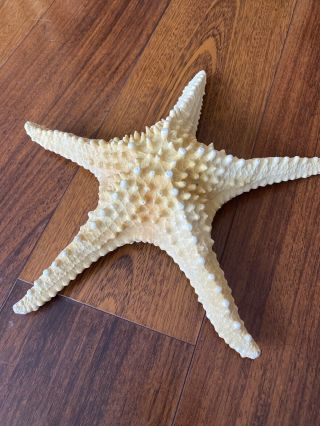 Large Knobby Starfish Decor Seashell 11 6/8 " Wedding Decoration