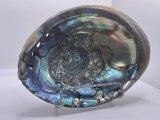 Large 8 " X 6 " Abalone Shell Trinket Dish Smudge Bowl Mother Of Pearl Polished
