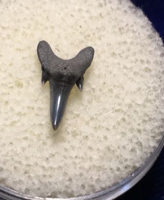 Brachycarcharias Lerichei Fossil Extinct Sand Shark Tooth Eocene Virginia 2