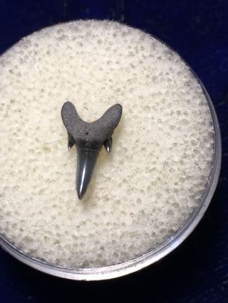 Brachycarcharias Lerichei Fossil Extinct Sand Shark Tooth Eocene Virginia 3