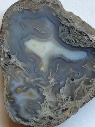 Agate Limb Cast From Crooked River Oregon,  Polished Slab 688 Grams