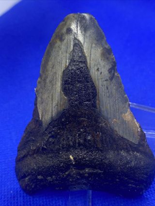 6 - 41.  3.  30” Megalodon Shark Tooth Fossil 100 Authentic