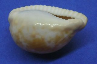 Sea Shell Cypraeaovula Coronata Debruini 31.  4 Mm Big & Bumpy,  Endemic Shell,