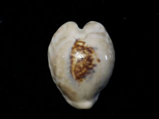 Formosa/seashell/cypraea Teuleri 44.  1mm.  Oman
