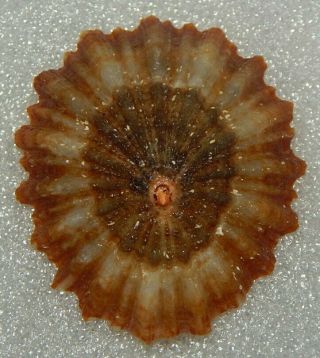 Seashell Patella Crenata 57.  2mm (1)