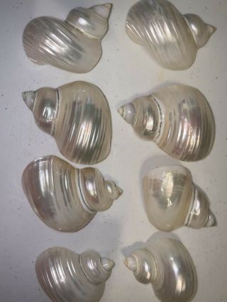 8 Pearlized Turbo Argystona Shells