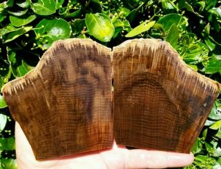 Two (2) Rare Stinking Water Petrified Wood Golden Oak Fossil Slabs Oregon 8.  7oz