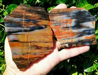 Two (2) Colorful Arizona Rainbow Petrified Wood Fossil Red Black End Cut 15.  7oz