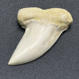 Gorgeous White 1.  54 " Fossil Mako Shark Tooth - Sharktooth Hill - Bakersfield,  Ca
