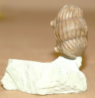Ordovician Asaphid Trilobite - Asaphus Plautini