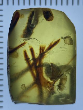 Bird Feather Remains,  Fossil Wonder In Burmite Amber,  98myo