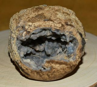 & Rare Petrified Algae Botryoidal Agatized Hollow Wood Limb Cast Wyoming