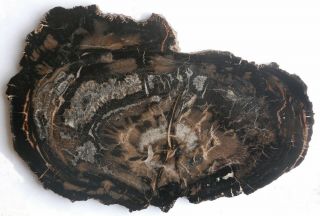 Large,  Polished Utah Petrified Wood Round,  With Tiny Crystals