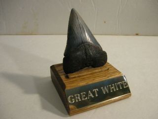 2 11/16 " Great White Shark Tooth Near Perfect Fossil & 2 1/2 " Oak Display Stand