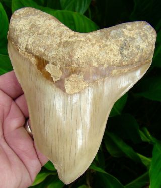 Megalodon Shark Tooth - Over 5 & 1/2 - Xl - Real Fossil - No Resto