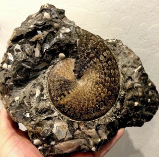 Perfect Sphenodiscus Lenticularis Ammonite On Bivalve - Filled Matrix