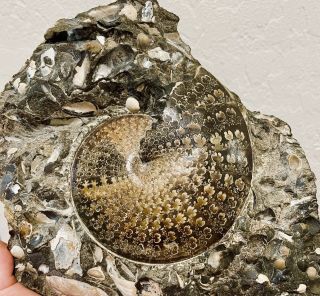 Perfect Sphenodiscus lenticularis ammonite on bivalve - filled matrix 2