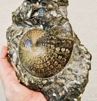 Perfect Sphenodiscus lenticularis ammonite on bivalve - filled matrix 3