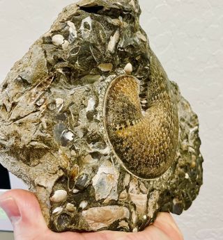 Perfect Sphenodiscus lenticularis ammonite on bivalve - filled matrix 4