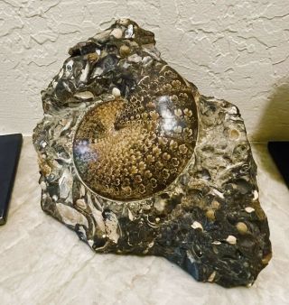 Perfect Sphenodiscus lenticularis ammonite on bivalve - filled matrix 6