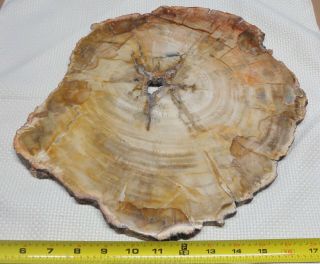 Large Polished Petrified Wood Slab W Bark 12 " X 11” X 1/2 " - 6 Lbs Hole In Middle