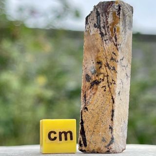 Stromatolite - Oldest Fossil (3.  5 Billion Years Old) - Fse705 ✔100