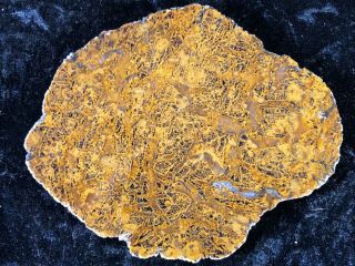 Rare Petrified Wood Unidentified Fern Texas 4.  5”x3.  75” Fossil Geology